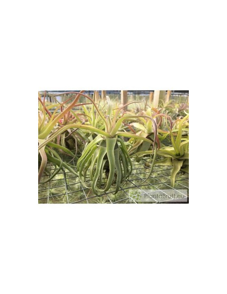 TILLANDSIA STREPTOPHYLLA L