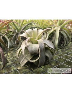 TILLANDSIA STREPTOPHYLLA M