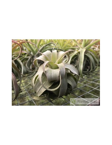 TILLANDSIA STREPTOPHYLLA M
