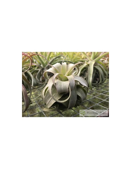 TILLANDSIA STREPTOPHYLLA M