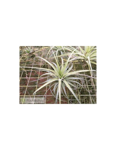 TILLANDSIA STRICTA HARD LEAFED