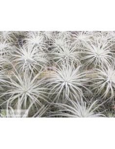 TILLANDSIA TECTORUM L