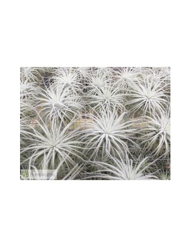 TILLANDSIA TECTORUM L