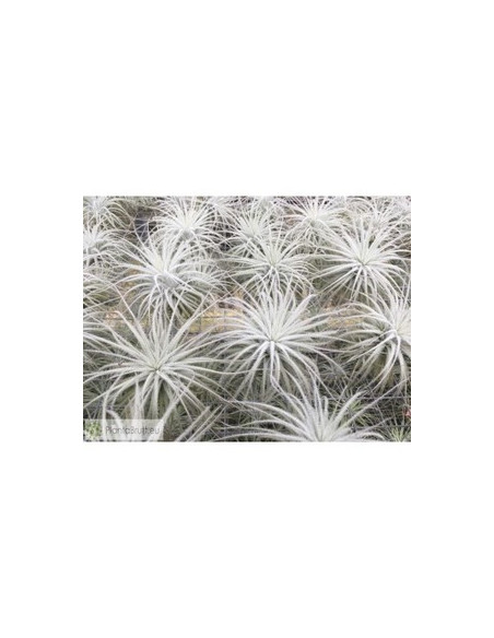 TILLANDSIA TECTORUM L