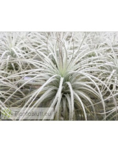 TILLANDSIA TECTORUM XL