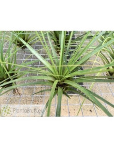 TILLANDSIA TRICOLOR XL