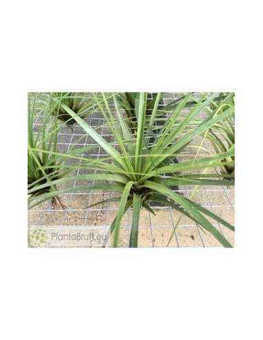 TILLANDSIA TRICOLOR XL