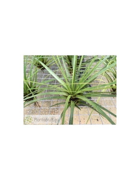 TILLANDSIA TRICOLOR XL