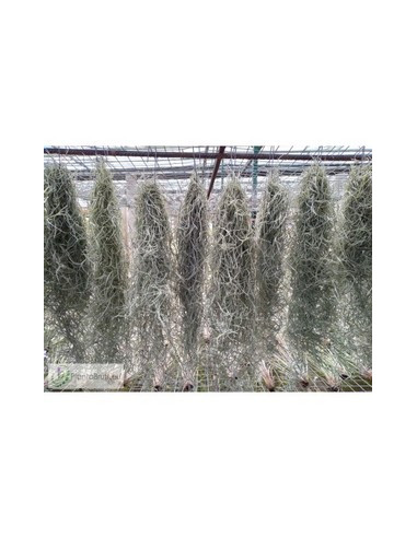 TILLANDSIA USNEOIDES PENJAR 50CM STANDART