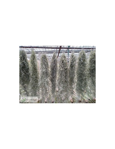 TILLANDSIA USNEOIDES PENJAR 50CM STANDART