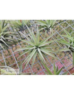 TILLANDSIA VELUTINA M
