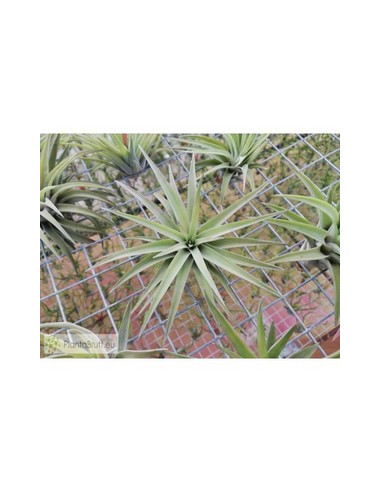 TILLANDSIA VELUTINA M