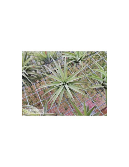 TILLANDSIA VELUTINA M
