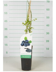 VACCINIUM CORYMBOSIUM T2LT ARANDANO