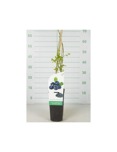 VACCINIUM CORYMBOSIUM T2LT ARANDANO
