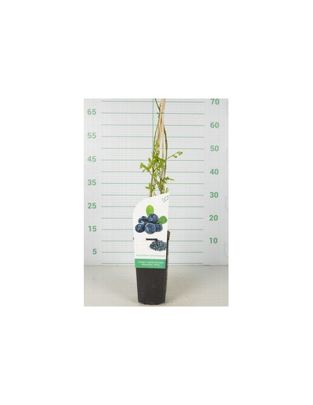 VACCINIUM CORYMBOSIUM T2LT ARANDANO