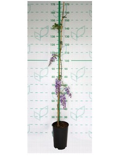 WISTERIA SINENSIS T5,5LT 1TUTOR