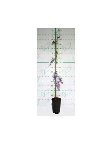 WISTERIA SINENSIS T5,5LT 1TUTOR