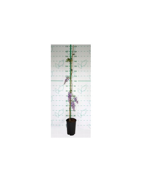 WISTERIA SINENSIS T5,5LT 1TUTOR