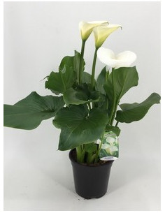 ZANTEDESCHIA AETHIOPICA T3LT CALA PAIS