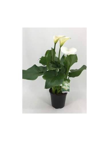 ZANTEDESCHIA AETHIOPICA T3LT CALA PAIS