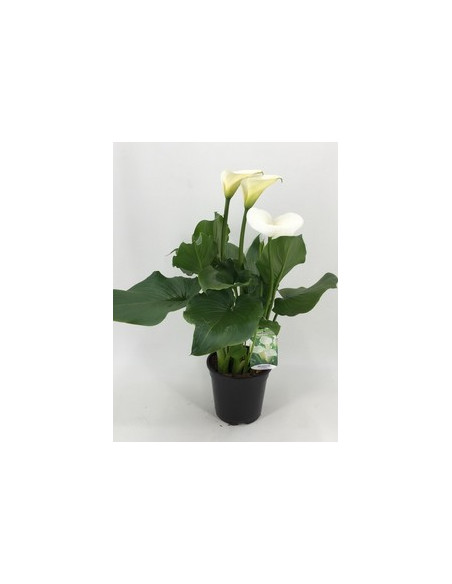 ZANTEDESCHIA AETHIOPICA T3LT CALA PAIS