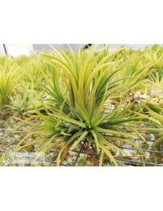 TILLANDSIA IONANTHA RUBRA CLUMB