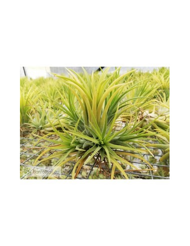 TILLANDSIA IONANTHA RUBRA CLUMB