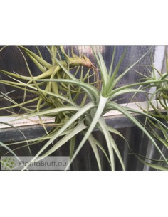 TILLANDSIA BERGERI XXL