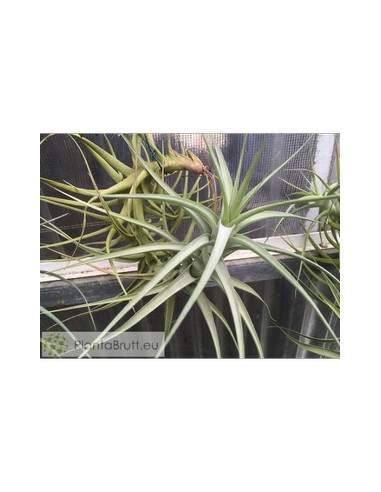TILLANDSIA BERGERI XXL