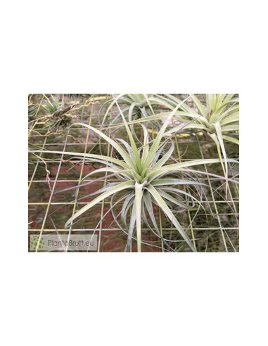 TILLANDSIA STRICTA PETROPOLIS