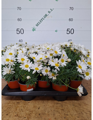 ARGYRANTHEMUM FRUTESCENS T14CM MARGARITA