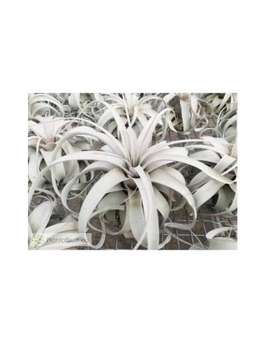 TILLANDSIA XEROGRAPHICA  M