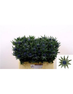 ERYNGIUM 60CM PREU TIJA POMX10