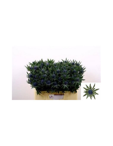 ERYNGIUM 60CM PREU TIJA POMX10