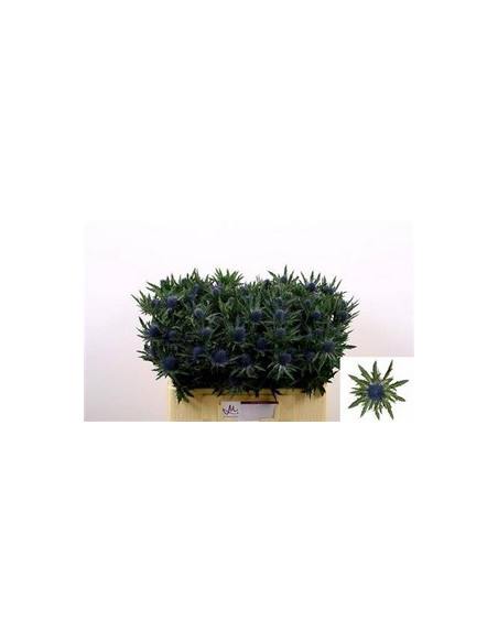ERYNGIUM 60CM PREU TIJA POMX10