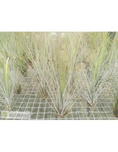 TILLANDSIA JUNCEA M