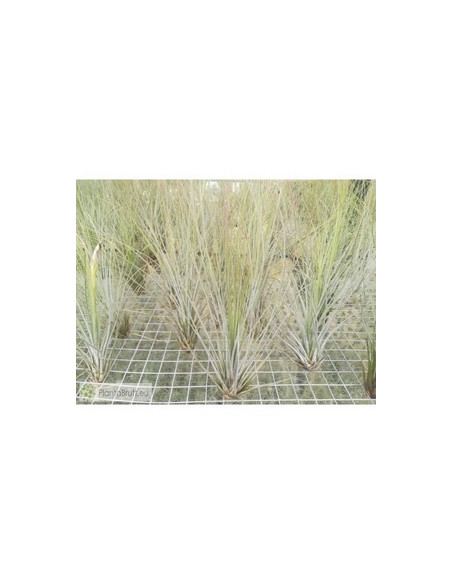 TILLANDSIA JUNCEA M
