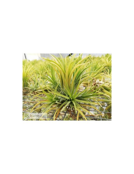TILLANDSIA IONANTHA CLUMB