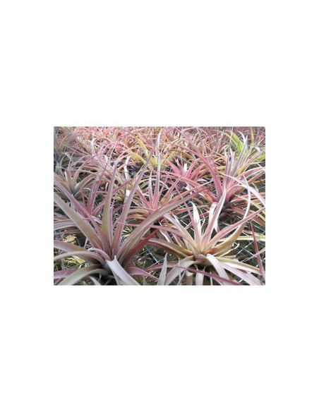TILLANDSIA CURLY SLIM M