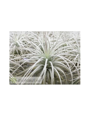 TILLANDSIA TECTORUM CLUMB L