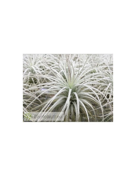 TILLANDSIA TECTORUM CLUMB L