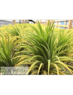 TILLANDSIA IONANTHA  L