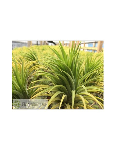 TILLANDSIA IONANTHA  L
