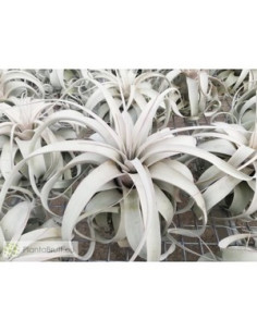TILLANDSIA XEROGRAPHICA  L