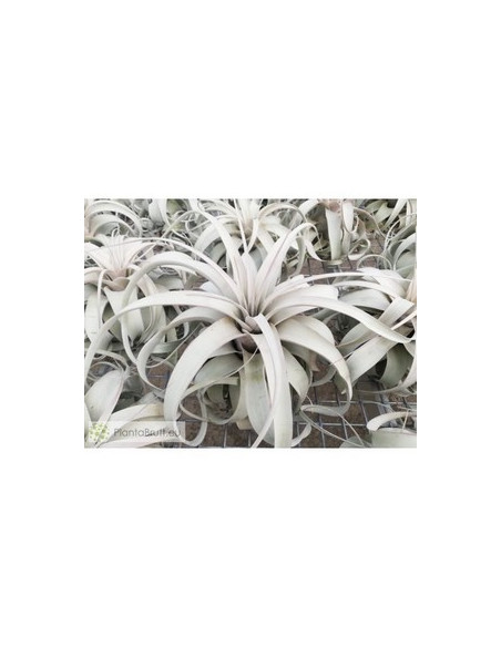 TILLANDSIA XEROGRAPHICA  L