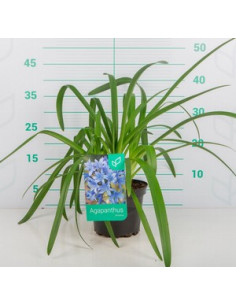 AGAPANTHUS AFRICANUS T2LT