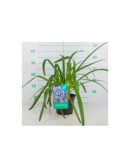 AGAPANTHUS AFRICANUS T2LT