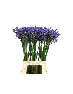 AGAPANTHUS PREU TIJA POMX10