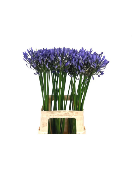 AGAPANTHUS PREU TIJA POMX10